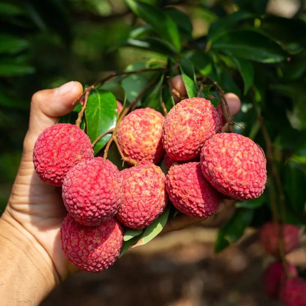 VietNamese Specialty Fresh Litchi Plump Fruit - Image 2