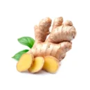 International Fresh Organic Ginger Premium Export
